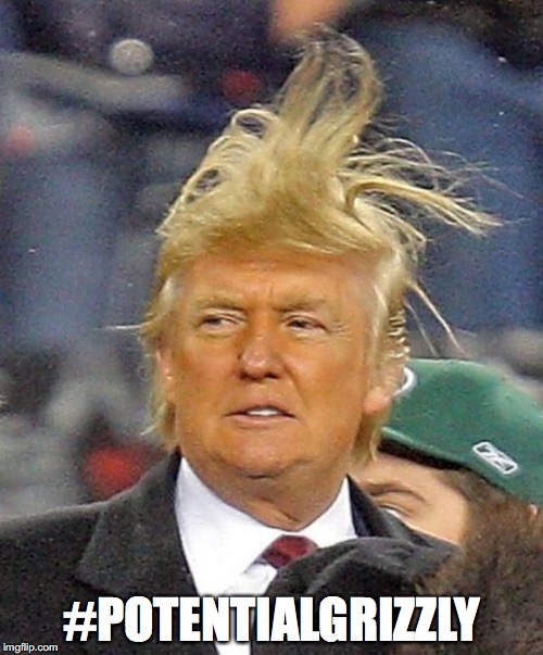 Donald Trumph hair | #POTENTIALGRIZZLY | image tagged in donald trumph hair | made w/ Imgflip meme maker