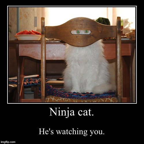 Ninja cat | image tagged in funny,demotivationals | made w/ Imgflip demotivational maker