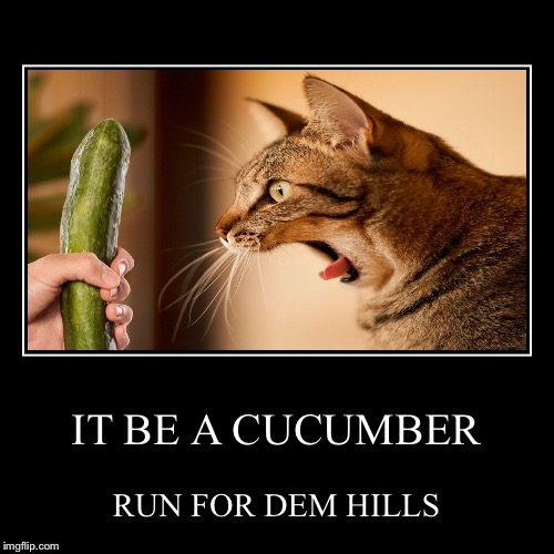 Cucumber cat | image tagged in funny,demotivationals | made w/ Imgflip demotivational maker