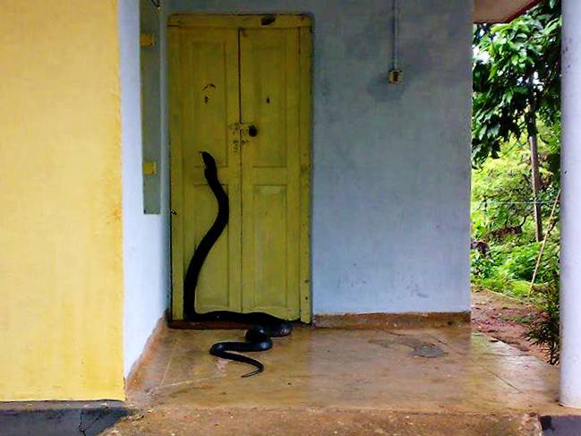 Snake at Door Blank Meme Template