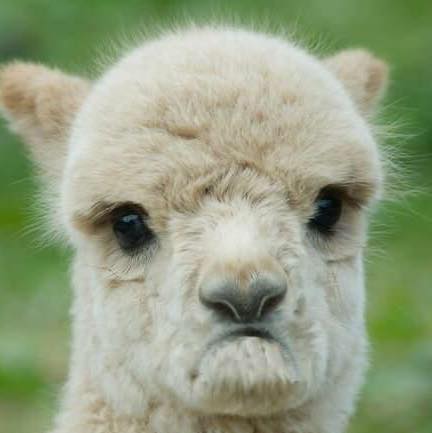 dissatisfied alpaca Blank Meme Template