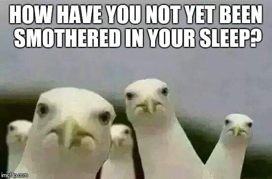 Seagulls_Mine | HOW HAVE YOU NOT YET BEEN SMOTHERED IN YOUR SLEEP? | image tagged in seagulls_mine | made w/ Imgflip meme maker