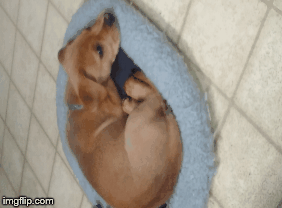 rufus at sleep | image tagged in gifs,rufus,gregdonedirtcheap | made w/ Imgflip images-to-gif maker