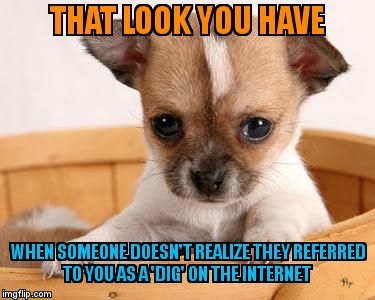 That Chihuahua look you give | THAT LOOK YOU HAVE; WHEN SOMEONE DOESN'T REALIZE THEY REFERRED TO YOU AS A 'DIG' ON THE INTERNET | image tagged in that chihuahua look you give | made w/ Imgflip meme maker