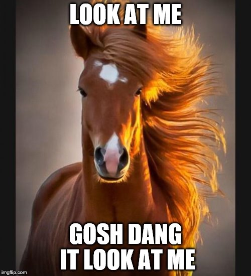 Horse | LOOK AT ME; GOSH DANG IT LOOK AT ME | image tagged in horse | made w/ Imgflip meme maker