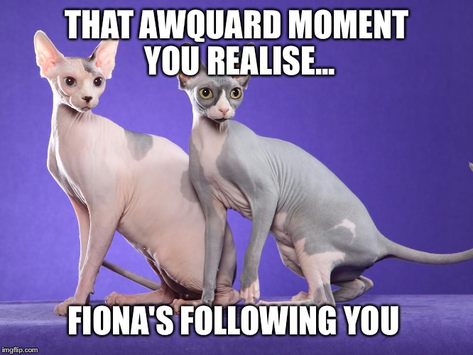 bald cats | THAT AWQUARD MOMENT YOU REALISE... FIONA'S FOLLOWING YOU | image tagged in bald cats | made w/ Imgflip meme maker