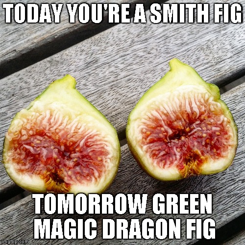 TODAY YOU'RE A SMITH FIG; TOMORROW GREEN MAGIC DRAGON FIG | made w/ Imgflip meme maker