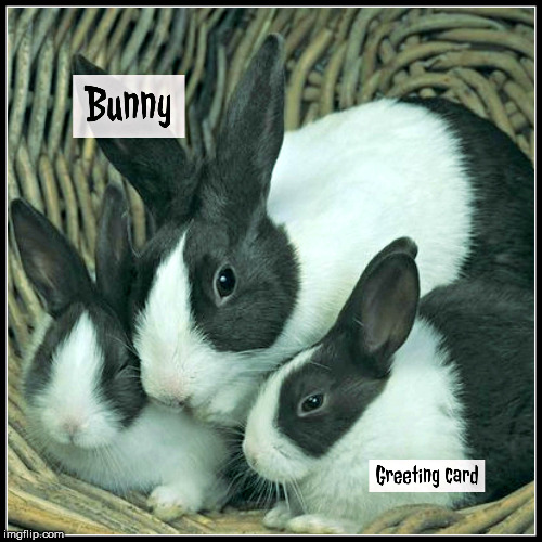 Bunny | image tagged in memes | made w/ Imgflip meme maker