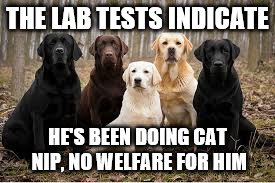 THE LAB TESTS INDICATE HE'S BEEN DOING CAT NIP, NO WELFARE FOR HIM | made w/ Imgflip meme maker