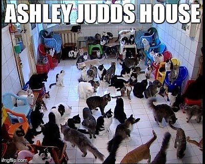 Crazy cat Lady |  ASHLEY JUDDS HOUSE | image tagged in crazy cat lady | made w/ Imgflip meme maker
