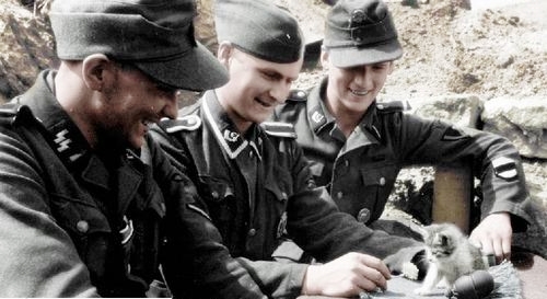 Nazi kitten Blank Meme Template