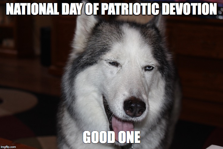 Sadie Lady Dog Dog On Patriot Devotion Day | NATIONAL DAY OF PATRIOTIC DEVOTION; GOOD ONE | image tagged in political meme,sadie,funny,husky | made w/ Imgflip meme maker