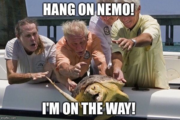 HANG ON NEMO! I'M ON THE WAY! | image tagged in turtle meme | made w/ Imgflip meme maker