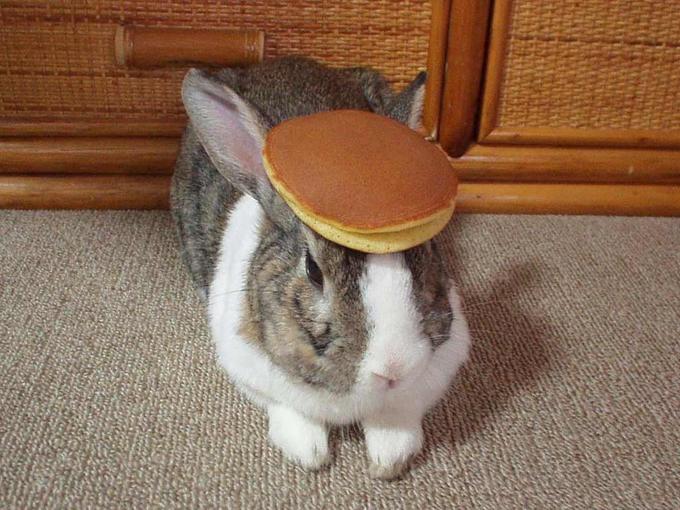 pancake bunny Blank Meme Template