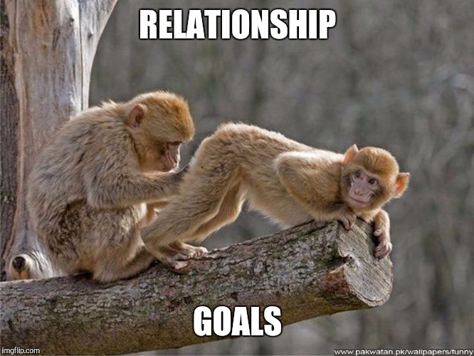 monkey | RELATIONSHIP; GOALS | image tagged in monkey | made w/ Imgflip meme maker