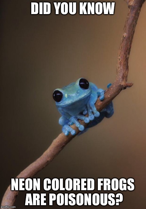 small fact frog | DID YOU KNOW; NEON COLORED FROGS ARE POISONOUS? | image tagged in small fact frog | made w/ Imgflip meme maker