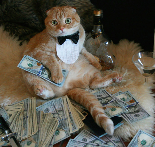 High Quality MONEY CAT - ALTERNATIVE FACTS Blank Meme Template