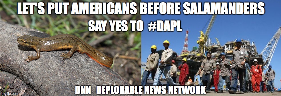 LET'S PUT AMERICANS BEFORE SALAMANDERS; SAY YES TO  #DAPL; DNN   DEPLORABLE NEWS NETWORK | image tagged in dapl | made w/ Imgflip meme maker