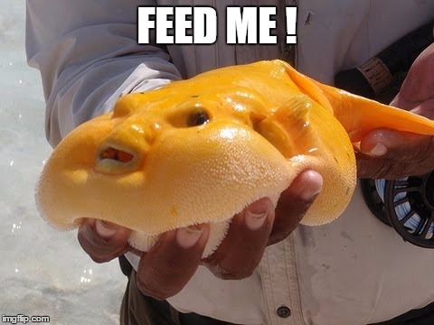 Feed Me | FEED ME ! | image tagged in feed me | made w/ Imgflip meme maker