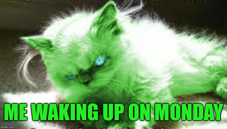 mad raycat | ME WAKING UP ON MONDAY | image tagged in mad raycat | made w/ Imgflip meme maker