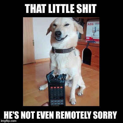 This may have been done before, but it made me laugh :) |  THAT LITTLE SHIT; HE'S NOT EVEN REMOTELY SORRY | image tagged in dog,bad pun dog,remote control,chew | made w/ Imgflip meme maker