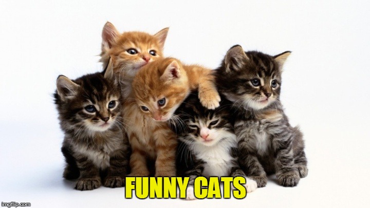 FUNNY CATS | made w/ Imgflip meme maker