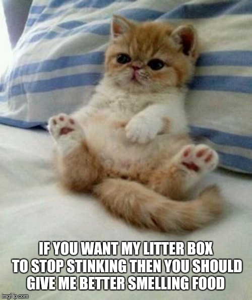 Advice cat | IF YOU WANT MY LITTER BOX TO STOP STINKING THEN YOU SHOULD GIVE ME BETTER SMELLING FOOD | image tagged in advice cat,fat,memes | made w/ Imgflip meme maker