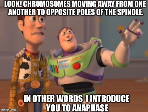 X, X Everywhere Meme | LOOK! CHROMOSOMES MOVING AWAY FROM ONE ANOTHER TO OPPOSITE POLES OF THE SPINDLE. IN OTHER WORDS  I INTRODUCE YOU TO ANAPHASE | image tagged in memes,x x everywhere | made w/ Imgflip meme maker