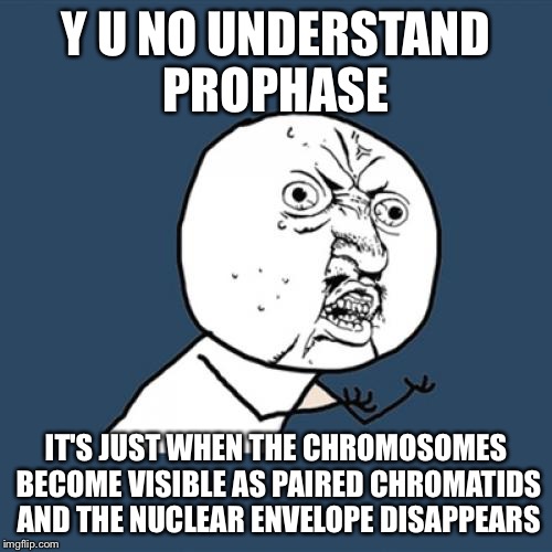 Y U No Meme | Y U NO UNDERSTAND PROPHASE; IT'S JUST WHEN THE CHROMOSOMES BECOME VISIBLE AS PAIRED CHROMATIDS AND THE NUCLEAR ENVELOPE DISAPPEARS | image tagged in memes,y u no | made w/ Imgflip meme maker