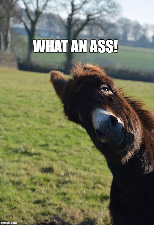 WHAT AN ASS! | image tagged in ass | made w/ Imgflip meme maker