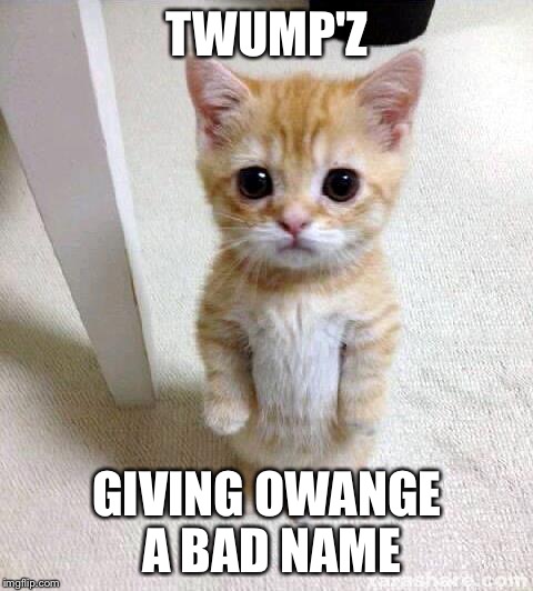 Cute Cat | TWUMP'Z; GIVING OWANGE A BAD NAME | image tagged in memes,cute cat | made w/ Imgflip meme maker
