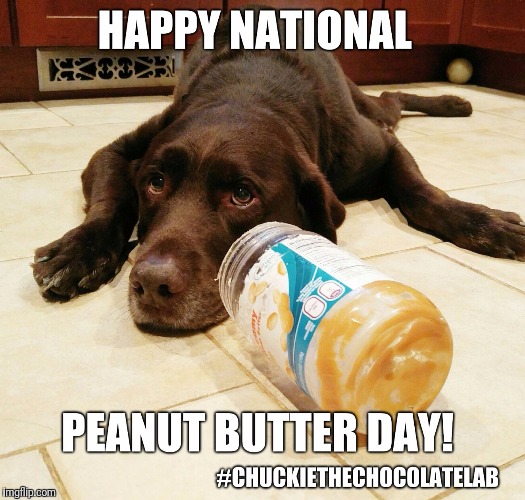 National Peanut Butter Day!  | image tagged in chuckie the chocolate lab,peanut butter,national peanut butter day,memes,dogs,funny | made w/ Imgflip meme maker