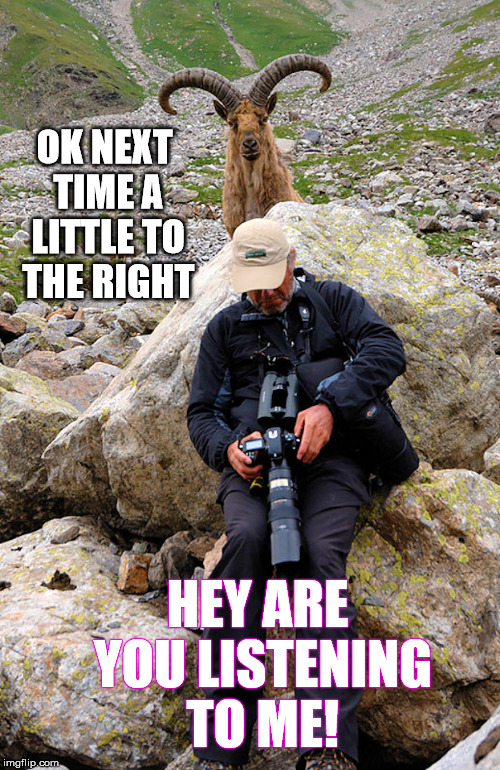 Goat Photographer | OK NEXT TIME A LITTLE TO THE RIGHT; HEY ARE YOU LISTENING TO ME! | image tagged in goat photographer,wildlife,funny | made w/ Imgflip meme maker