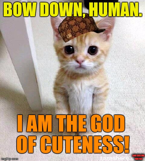 Secretly Evil Kittens | BOW DOWN, HUMAN. I AM THE GOD OF CUTENESS! AND CALLING YOU FAT. | image tagged in memes,cute cat,scumbag,evil,cat | made w/ Imgflip meme maker