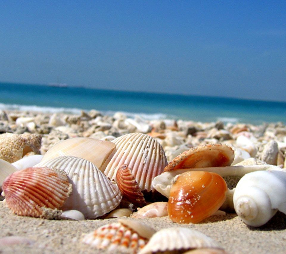 High Quality Sea shells Blank Meme Template