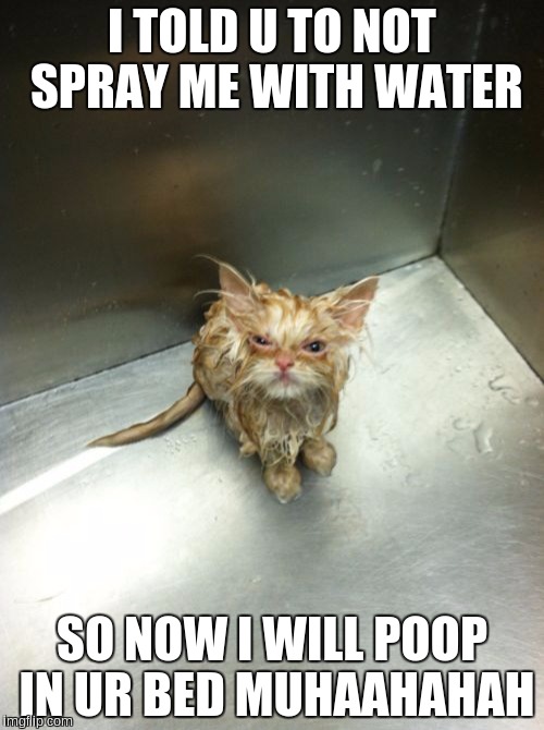 Kill You Cat | I TOLD U TO NOT SPRAY ME WITH WATER; SO NOW I WILL POOP IN UR BED MUHAAHAHAH | image tagged in memes,kill you cat | made w/ Imgflip meme maker