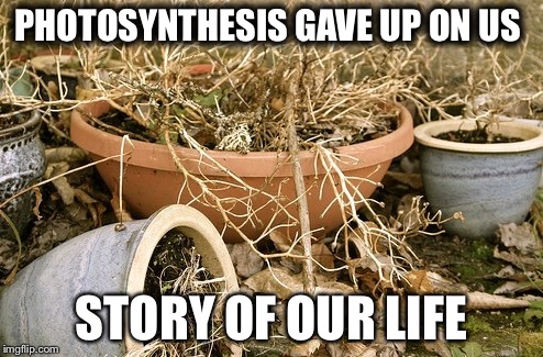 plants | PHOTOSYNTHESIS GAVE UP ON US; STORY OF OUR LIFE | image tagged in plants | made w/ Imgflip meme maker