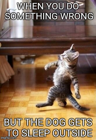 Cool Cat Stroll | WHEN YOU DO SOMETHING WRONG; BUT THE DOG GETS TO SLEEP OUTSIDE | image tagged in memes,cool cat stroll | made w/ Imgflip meme maker