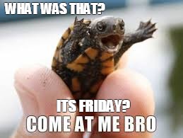WHAT WAS THAT? ITS FRIDAY? | image tagged in turtle meme | made w/ Imgflip meme maker