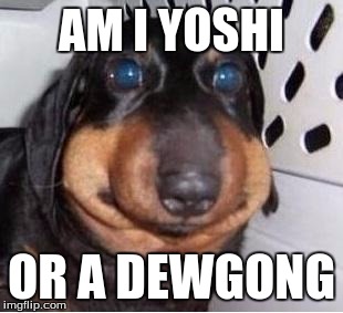 DERP-A-DOG | AM I YOSHI; OR A DEWGONG | image tagged in derp-a-dog,memes,funny,yoshi,dugong,animals | made w/ Imgflip meme maker