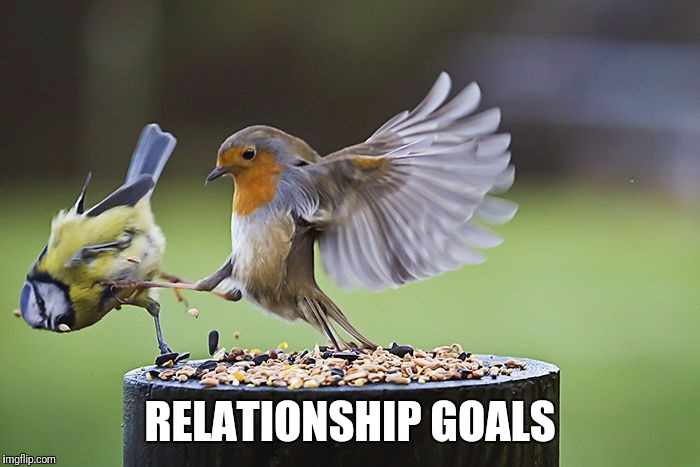 Kicking Sparrow | RELATIONSHIP GOALS | image tagged in kicking sparrow | made w/ Imgflip meme maker