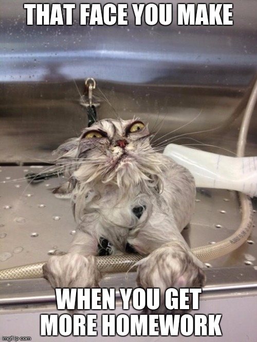 Angry Wet Cat | THAT FACE YOU MAKE; WHEN YOU GET MORE HOMEWORK | image tagged in angry wet cat | made w/ Imgflip meme maker