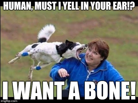 Angry Dog | HUMAN, MUST I YELL IN YOUR EAR!? I WANT A BONE! | image tagged in angry dog | made w/ Imgflip meme maker
