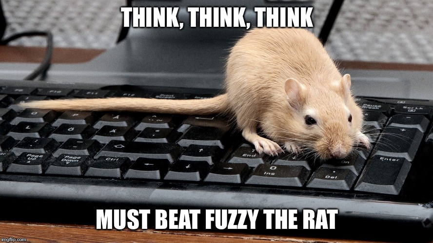 Fuzzy The Rats First Ever Meme She Has A Sense Of Humor I See