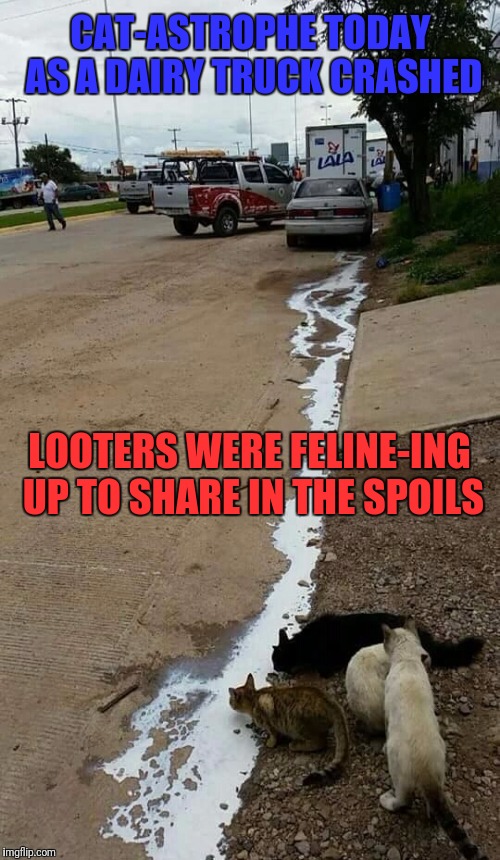 Dairy truck accident | CAT-ASTROPHE TODAY AS A DAIRY TRUCK CRASHED; LOOTERS WERE FELINE-ING UP TO SHARE IN THE SPOILS | image tagged in memes,funny memes,car accident,cats,funny cats,skipp | made w/ Imgflip meme maker