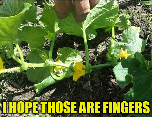 I HOPE THOSE ARE FINGERS | image tagged in fingers,finger,penis,dick,dicks,dick pic | made w/ Imgflip meme maker