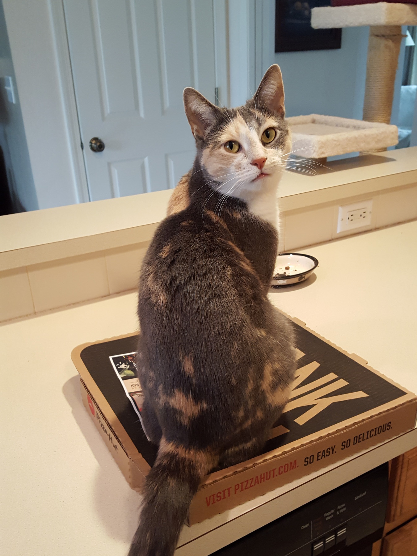 High Quality Cat On A Pizza Box Blank Meme Template