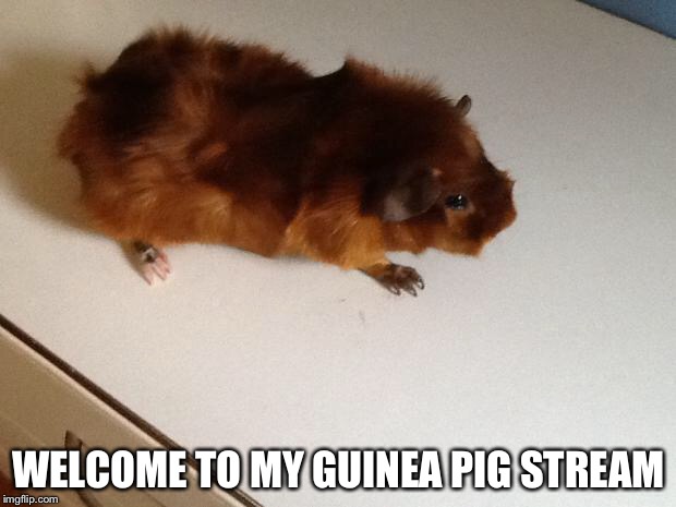 Sarcastic guinea pig | WELCOME TO MY GUINEA PIG STREAM | image tagged in sarcastic guinea pig | made w/ Imgflip meme maker