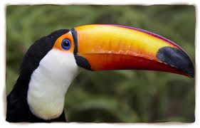 toucan Blank Meme Template