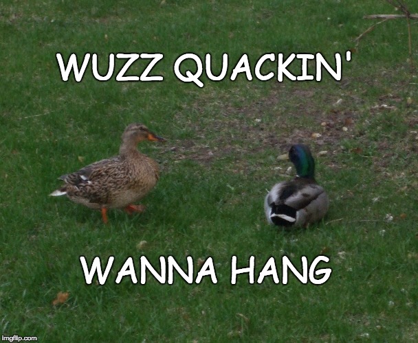 WUZZ QUACKIN'; WANNA HANG | made w/ Imgflip meme maker